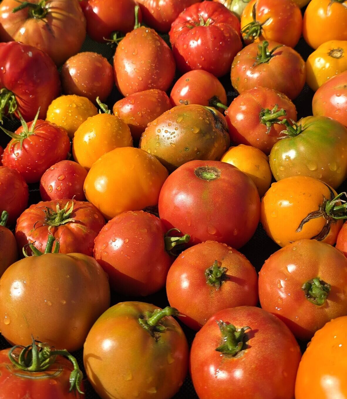 Tomatoes
